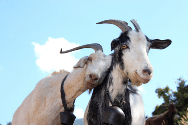 A pair of goats who look like they are in love