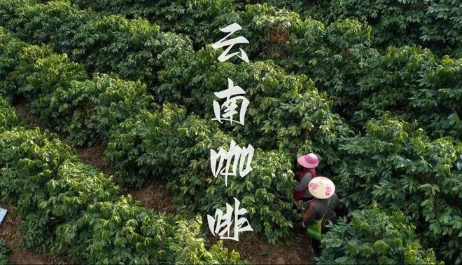 彩云之南的馥郁传奇开元棋牌云南咖啡：(图7)